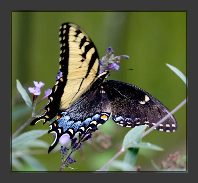 Papilio glaucus bilateral gynandromorph1 (Internet Image property of respective owner, non-commercial use only)